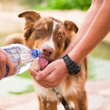 Wasaga Beach Petsitter Looking For Job Opportunities